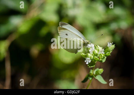 Kleine weiße, Schmetterling, Pieris Artogeia Rapae, Andalusien, Spanien. Stockfoto