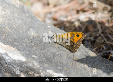 Wand braun, Lasiommata Megera Schmetterling, ruht auf Felswand, Andalusien, Spanien. Stockfoto