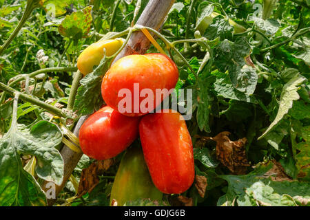 San Marzano Tomaten wachsen auf Pflanzen im heimischen Garten, Spanien. Stockfoto