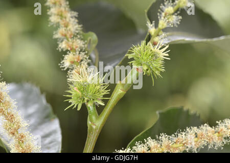 Edelkastanie - Castanea Sativa Fagaceae - in Blüte Stockfoto