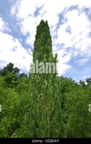 Irische Eibe - Taxus Baccata 'Fastigiata' Stockfoto