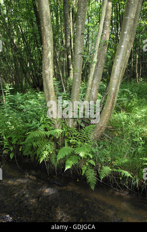 Carr Erle - Alnus Glutinosa Betulaceae Stockfoto