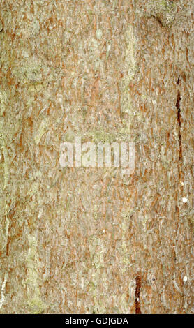 Fichte - Picea Abies Tannenbäumen - Rinde. Stockfoto