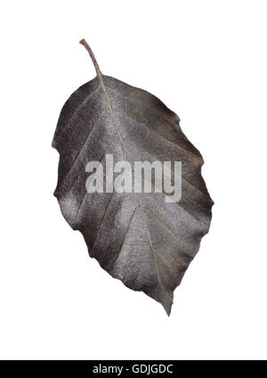Blutbuche - Fagus sylvatica'Atropunicea "(Purpurea) Stockfoto