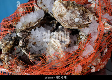 North Norfolk Austern in orange Netz Stockfoto