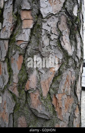 Eine Nahaufnahme der Kiefer detaillierte Rinde Textur des hölzernen Stiel und Baum Abplatzungen Scots Kiefer Rinde Risse Stockfoto