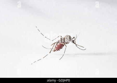 Aedes aegypti, Höhle und Chikungunya Stockfoto