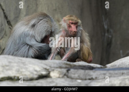 Hamadryas Pavian Stockfoto