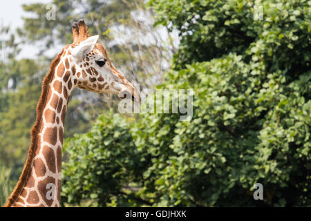 Giraffe Stockfoto