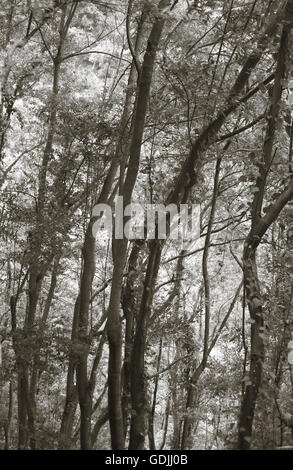 Wald in Sepia-Farbton. La Palma. Spanien. Vertikal Stockfoto