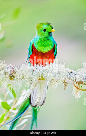 Einen männlichen Quetzal in eine wilde Avocado-Baum im Talamanca Gebirge des südlichen Costa Rica. Stockfoto