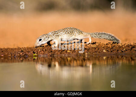 Mexikanischer Ziesel (Spermophilus Mexicanus) trinken am Wasserloch - Santa Clara Ranch, McCook, Texas, USA Stockfoto