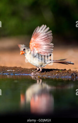 Norden Kardinal (weiblich) - Santa Clara Ranch, McCook, Texas, USA Stockfoto