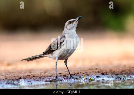 Nördliche Spottdrossel (Mimus Polyglottos) - Santa Clara Ranch, McCook, Texas, USA Stockfoto