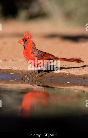 Norden Kardinal (männlich) - Santa Clara Ranch, McCook, Texas, USA Stockfoto