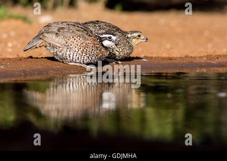 Nördlichen Bobwhite Quail - Santa Clara Ranch, McCook, Texas, USA Stockfoto