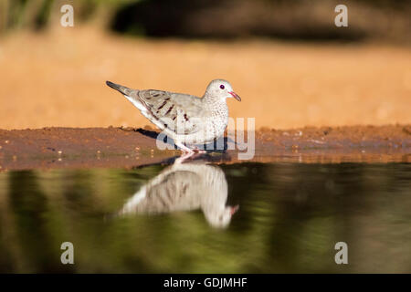 Gemeinsamkeiten-Taube (Columbina Passerina) - Santa Clara Ranch, McCook, Texas, USA Stockfoto