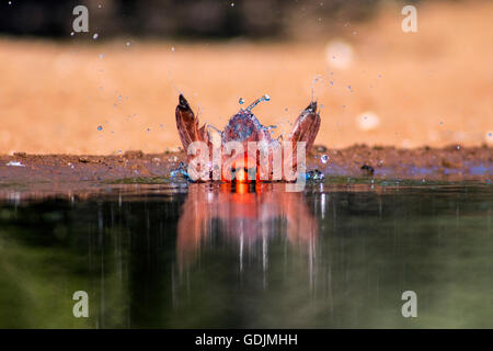 Norden Kardinal (männlich) - Santa Clara Ranch, McCook, Texas, USA Stockfoto