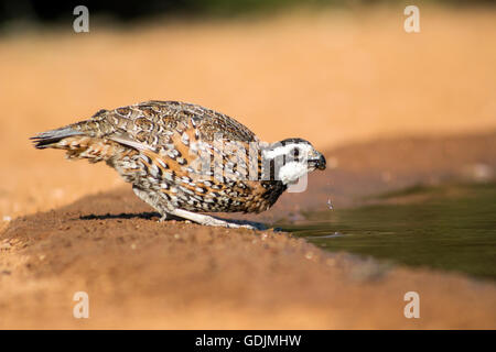 Nördlichen Bobwhite Quail - Santa Clara Ranch, McCook, Texas, USA Stockfoto