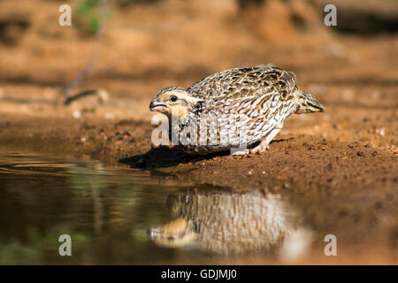 Nördlichen Bobwhite Quail (weiblich) - Santa Clara Ranch, McCook, Texas, USA Stockfoto