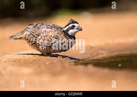 Nördlichen Bobwhite Quail - Santa Clara Ranch, McCook, Texas, USA Stockfoto