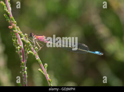 Weibliche unreife blau-tailed Damselfly (saniert Farbvariante) (Ischnura Elegans) Stockfoto