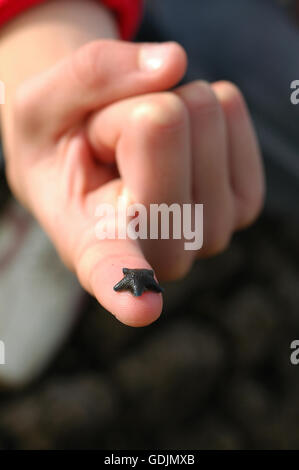 Kleine Kissen-Seestern-Zeigefinger Stockfoto