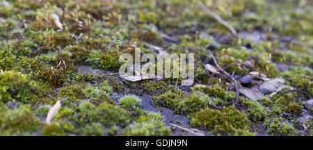 Grünen nassen Moos auf Stein moosige Oberfläche Hintergrundbild mit Unschärfe bokeh Stockfoto