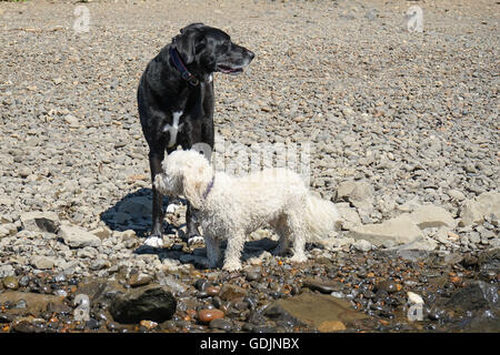 Hunde Spaß am Fluss Stockfoto