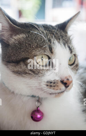 Porträt des Siamease Katze, stock Foto Nahaufnahme Stockfoto