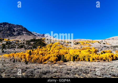 Ein Hain von Aspen Bäume entlang der California Highway 158 June Lake loop in der östlichen Sierra Nevada Stockfoto