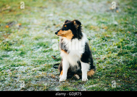 Junge Shetland Sheepdog, Sheltie, Collie Welpen sitzen In Rasen im freien Stockfoto