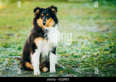 Shetland Sheepdog, Sheltie, Collie Welpen sitzen In Rasen im freien Stockfoto