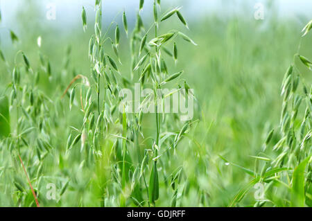 Nahaufnahme Foto einer Hafer-Anlage Stockfoto