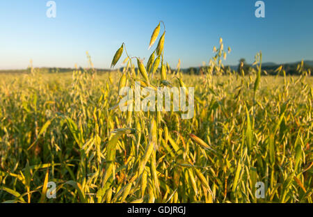 Bereich der Hafer an einem sonnigen Tag Stockfoto