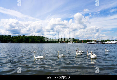 Schar von Schwänen auf einem riesigen See Stockfoto