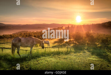 Wildpferde und Sonnenaufgang über toskanische Landschaft Stockfoto