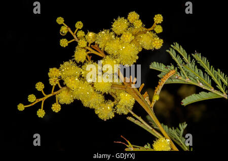 Cluster von lebhaft gelbe Akazien / Flechtwerk Blumen & leuchtend grünen Blättern des australischen Einheimischen Strauch vor schwarzem Hintergrund in New South Wales Stockfoto