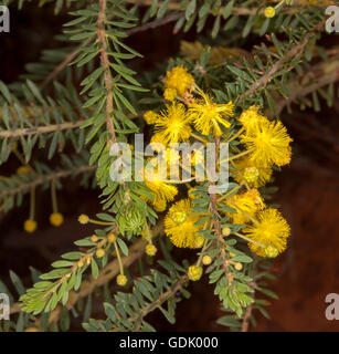 Cluster von lebhaft gelbe Akazien / Flechtwerk Blumen und hellgrünen Blättern der einheimischen Strauch im Outback Australien Stockfoto