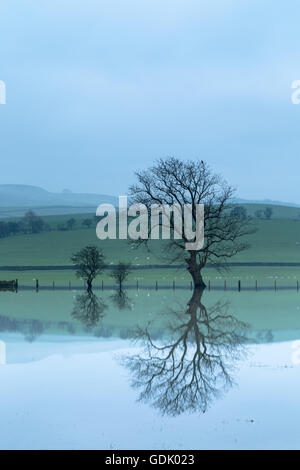 Bäume und Ackerland spiegeln sich im Januar 2016 Hochwasser, Carleton in Craven, Skipton, Yorkshire Stockfoto