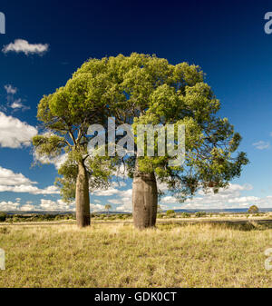 Flaschenbaum Brachychiton Rupestris auf goldenen Grasebenen in central Queensland mit Carnarvon reicht am Horizont unter blauem Himmel Stockfoto