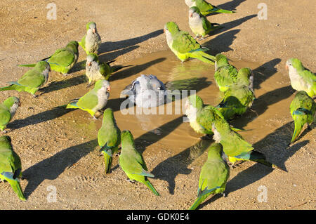 Quäker-Sittich (Myiopsitta Monachus) und Taube. Barcelona, Katalonien, Spanien Stockfoto