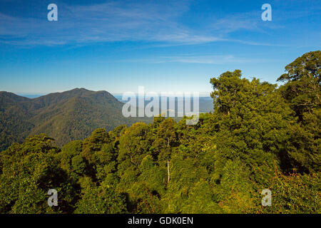 Atemberaubende Aussicht über große Regenwald & Mtn Bergspitzen, dichten Laub der Great Dividing Range, Horizont & blauer Himmel aus Dorrigo skywalk Stockfoto