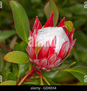 Spektakuläre große lebendige rote und weiße Blume und glänzend grüne Blätter der Protea Cynaroides Königs protea auf dunkelgrünen Hintergrund Stockfoto