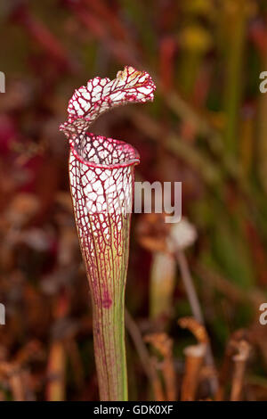 Atemberaubende rot-weiß gemusterten fleischfressende Pflanze, Sarracenia Leucophylla, Trompete Kannenpflanze auf dunklem Hintergrund Stockfoto