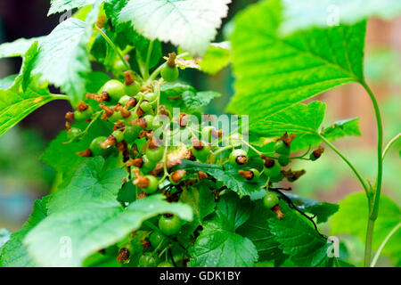 UNREIFE SCHWARZE JOHANNISBEERE ON BUSH Stockfoto