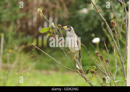 Laut Bergmann "Manorina Melanocephala" Stockfoto