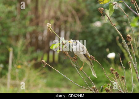 Australische laut Bergmann "Manorina Melanocephala" Stockfoto