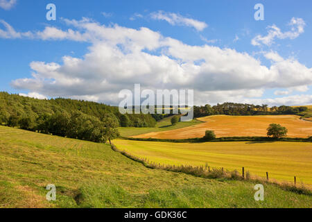 Die hügelige Landschaft die Yorkshire Wolds mit reifenden Getreide, Wiesen und Wälder bei blau bewölktem Himmel im Sommer Stockfoto