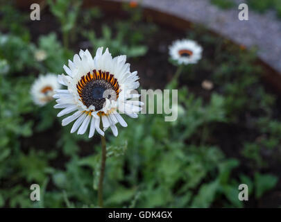 Arctotis Fastuosa ' Zulu Prince' Cape Daisy Stockfoto
